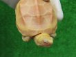 画像5: Ｔ-アルビノクサガメ15