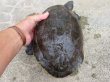 画像8: タバスコクジャクガメ12