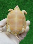 画像10: Ｔ-アルビノクサガメ16