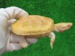 画像1: Ｔ-アルビノクサガメ16