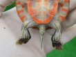 画像7: アラバマアカハラガメ11