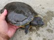 画像7: タバスコクジャクガメ12