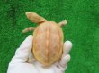 画像2: Ｔ-アルビノクサガメ15