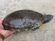 画像2: タバスコクジャクガメ12