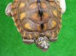 画像4: キマダラチズガメ３