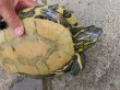 画像9: タバスコクジャクガメ12