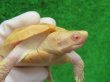 画像4: Ｔ-アルビノクサガメ16