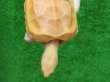 画像6: Ｔ-アルビノクサガメ16