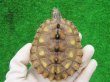 画像2: キマダラチズガメ４