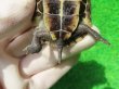 画像8: ハイポクサガメP.Het.アルビノ18　ＳＡＬＥ！1,000円OFF