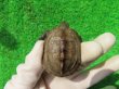 画像2: ハイポクサガメP.Het.アルビノ18　ＳＡＬＥ！1,000円OFF
