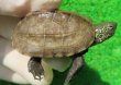 画像1: ハイポクサガメP.Het.アルビノ18　ＳＡＬＥ！1,000円OFF