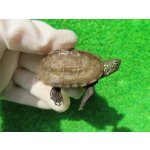 画像: ハイポクサガメP.Het.アルビノ18　ＳＡＬＥ！1,000円OFF