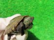 画像3: ハイポクサガメP.Het.アルビノ18　ＳＡＬＥ！1,000円OFF