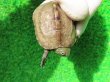画像4: ハイポクサガメP.Het.アルビノ18　ＳＡＬＥ！1,000円OFF