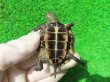 画像9: ハイポクサガメP.Het.アルビノ18　ＳＡＬＥ！1,000円OFF