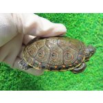 画像: タバスコクジャクガメ12　ＳＡＬＥ！1,500円OFF