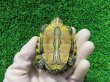 画像7: タバスコクジャクガメ12　ＳＡＬＥ！1,500円OFF