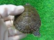 画像5: タバスコクジャクガメ12　ＳＡＬＥ！1,500円OFF