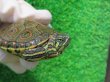 画像3: タバスコクジャクガメ12　ＳＡＬＥ！1,500円OFF