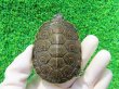 画像2: タバスコクジャクガメ12　ＳＡＬＥ！1,500円OFF