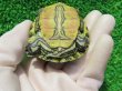 画像6: タバスコクジャクガメ12　ＳＡＬＥ！1,500円OFF