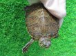 画像4: タバスコクジャクガメ12　ＳＡＬＥ！1,500円OFF