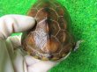 画像6: ハイポクサガメP.Het.アルビノ18　