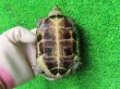 画像9: ハイポクサガメP.Het.アルビノ18　