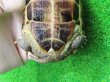画像8: ハイポクサガメP.Het.アルビノ18　