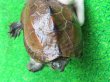 画像5: ハイポクサガメP.Het.アルビノ18　