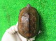画像2: ハイポクサガメP.Het.アルビノ18　
