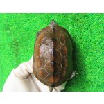 画像: ハイポクサガメP.Het.アルビノ21　ＳＡＬＥ！2,000円OFF