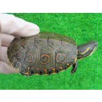 画像: タバスコクジャクガメ14　ＳＡＬＥ！1,000円OFF