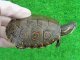 画像: タバスコクジャクガメ14　
