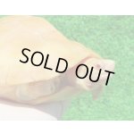 画像: タイリクミナミイシガメT-アルビノ３　ＳＡＬＥ！