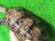 画像6: キャリコクサガメ８　ＳＡＬＥ！