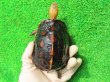 画像2: チュウゴクセマルハコガメ27