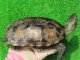 画像: キャリコクサガメ８　ＳＡＬＥ！