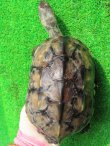 画像2: キャリコクサガメ８　ＳＡＬＥ！