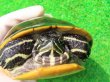 画像5: フロリダアカハラガメ12