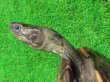 画像3: キャリコクサガメ８　ＳＡＬＥ！