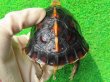 画像8: チュウゴクセマルハコガメ27