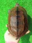 画像2: パイドクサガメ７　ＳＡＬＥ！