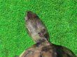 画像4: キャリコクサガメ８　ＳＡＬＥ！