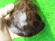 画像7: フロリダアカハラガメ12