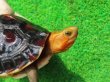 画像3: チュウゴクセマルハコガメ27