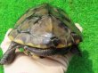 画像7: キャリコクサガメ８　ＳＡＬＥ！