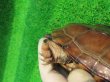 画像9: パイドクサガメ７　ＳＡＬＥ！