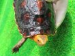 画像7: チュウゴクセマルハコガメ27